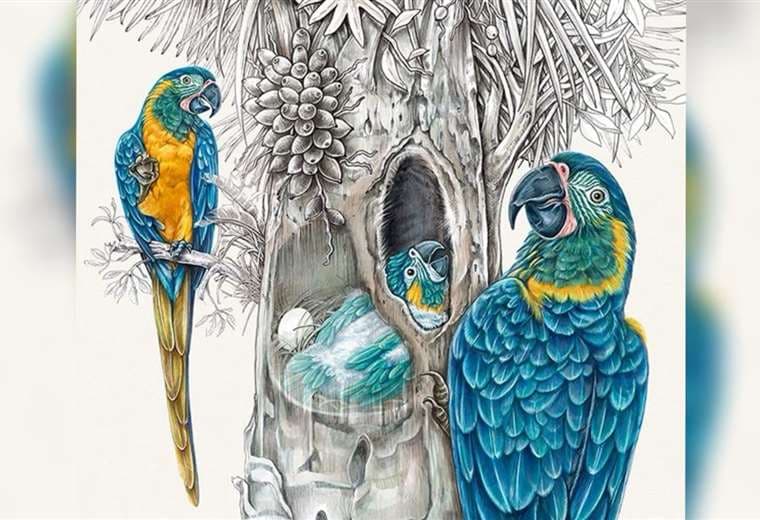 Ilustradora boliviana Patricia Nagashiro es finalista del Premio Illustraciencia por su obra sobre el guacamayo barba azul