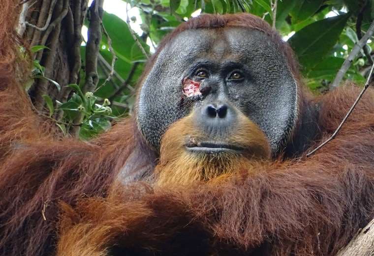 Científicos revelan que un orangután silvestre se curó una herida en la cara con un ungüento que él mismo produjo