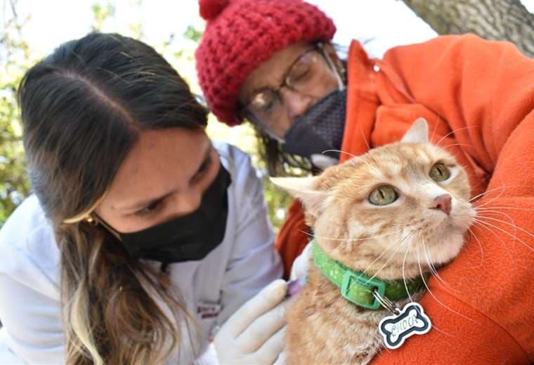 Vacunación de gatos en La Paz/Foto: APG Noticias