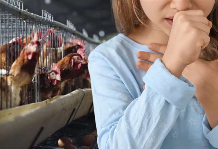 Gripe aviar: conozca sus señales y síntomas en humanos