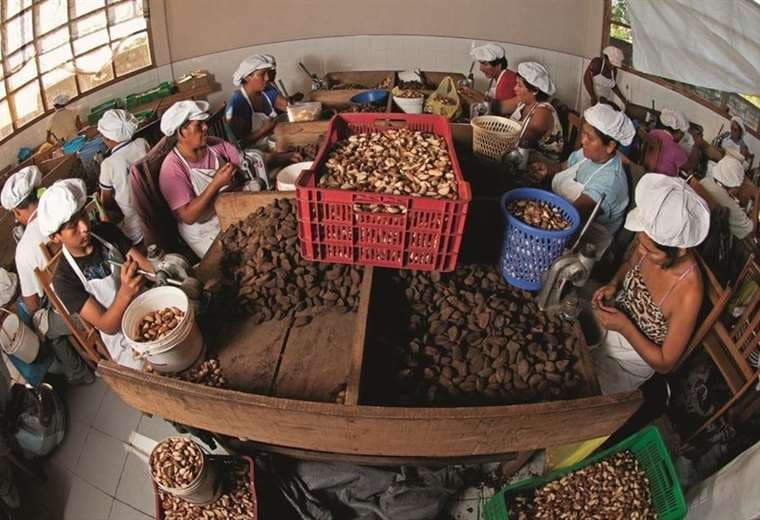 Trabajadores de la empresa Tahuamanu seleccionan castañas en Cobija/Foto: Agencia Andina