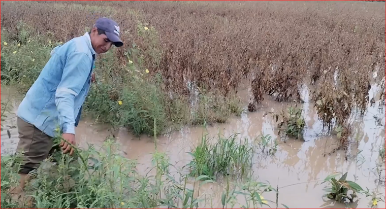 Los cultivos de soya y maíz son los más afectados por las precipitaciones/Foto: Captura