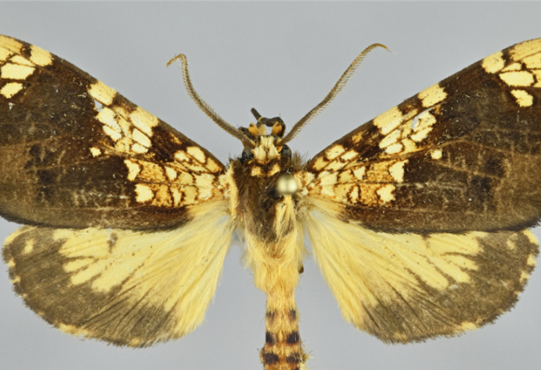La mariposa fue descubierta en el santuario histórico de Machu Picchu en Perú / Sernanp  