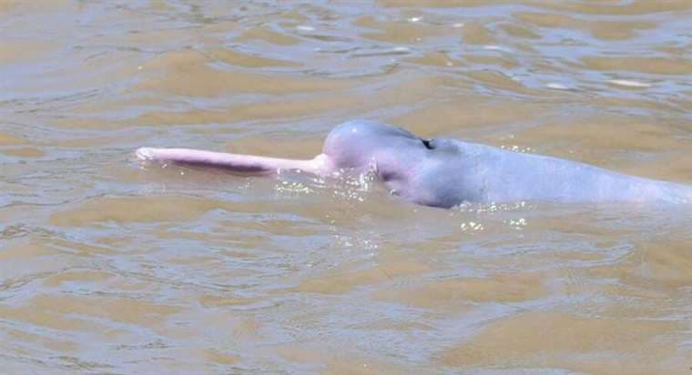 Delfín rosado. Foto: Ministerio de Medio Ambiente