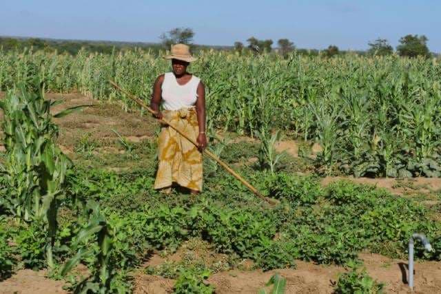 Una agricultora trabaja en el sur de Madagascar / Sarah Tetaud
