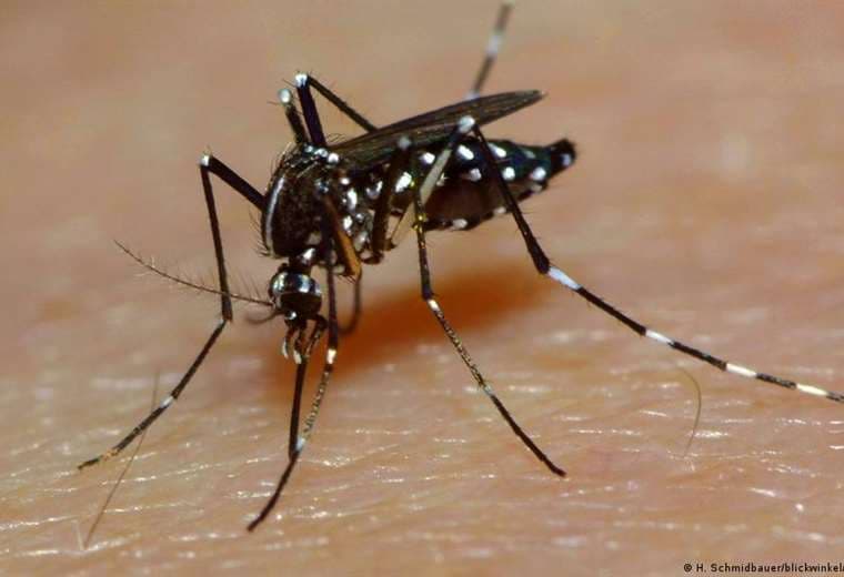 Brasil supera los cuatro millones de casos de dengue