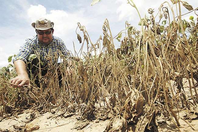En la última campaña de verano la sequía disminuyó la producción de unas 500.000 toneladas de soya