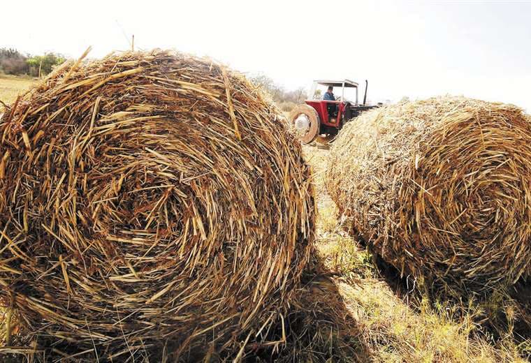 Proveedoras prevén mayor demanda de forraje y de semillas | Hernán Virgo