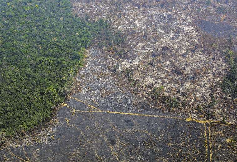 Empresas forestales y traficantes de tierras están detrás de la destrucción masiva de bosques. Foto: AFP