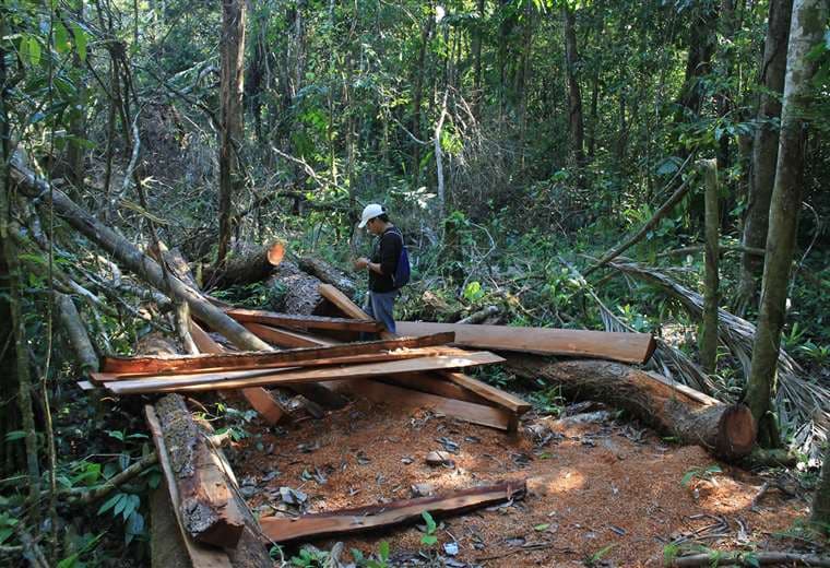 Los restos de un árbol de mara que fue talado en el Amboró | Foto: Archivo EL DEBER