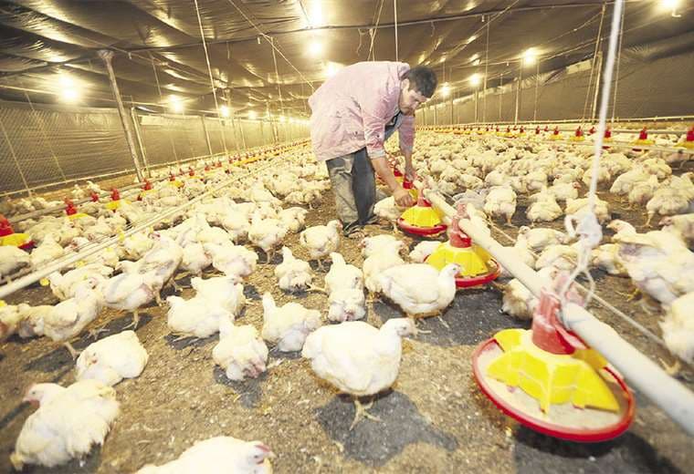 La oferta de pollo busca mantener los precios actuales de producción para el beneficio de los granjeros. Foto: Rolando Villegas