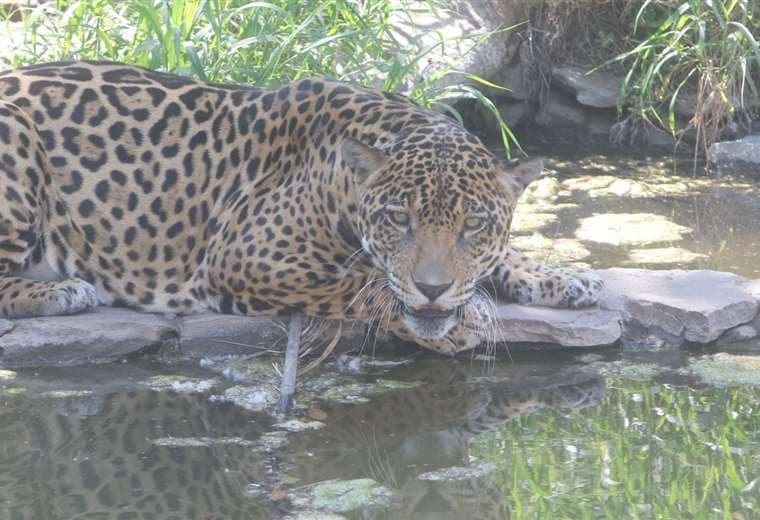 La majestuosidad del jaguar domina la vida silvestre. Foto: J. Ibáñez