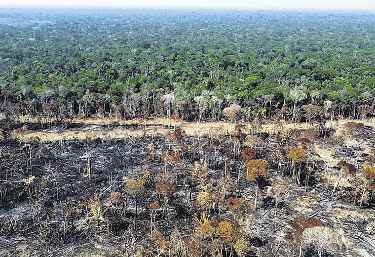 La deforestación en la Amazonía es una preocupación mundial