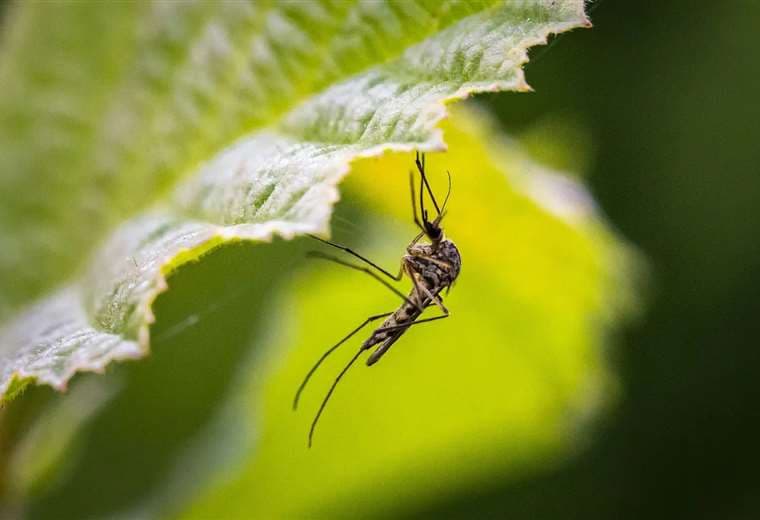 7 plantas que debes tener en tu hogar para ahuyentar a los mosquitos
