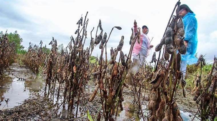 Las lluvias impiden la cosecha en los campos de soya/Foto: EL DEBER
