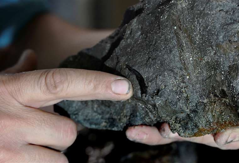 Colmillo de elasmosaurio hallado en una piedra en Chile /Foto: AFP