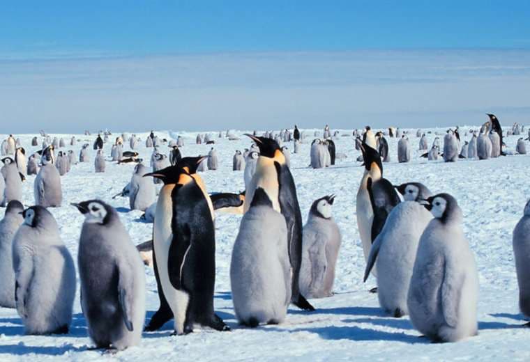 En la Antártida, los pingüinos emperador están sufriendo el calentamiento global